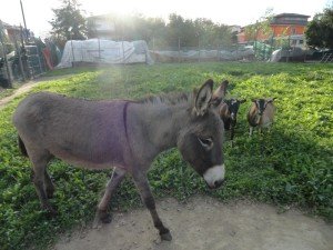 animali  (2)