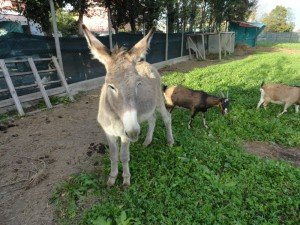 animali  (3)