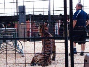 Tigre (1)
