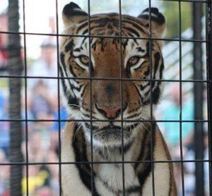 Tigre (2)