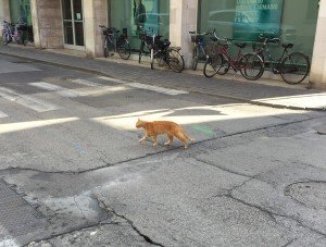 Gatto tribunale di Rovigo (2)