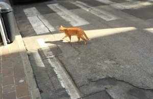 Gatto tribunale di Rovigo (3)