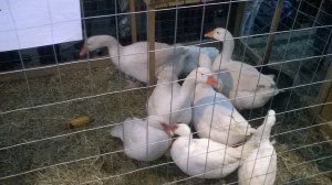 Saronno (9)