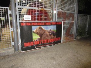 Daniza (1)
