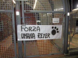 Daniza (3)